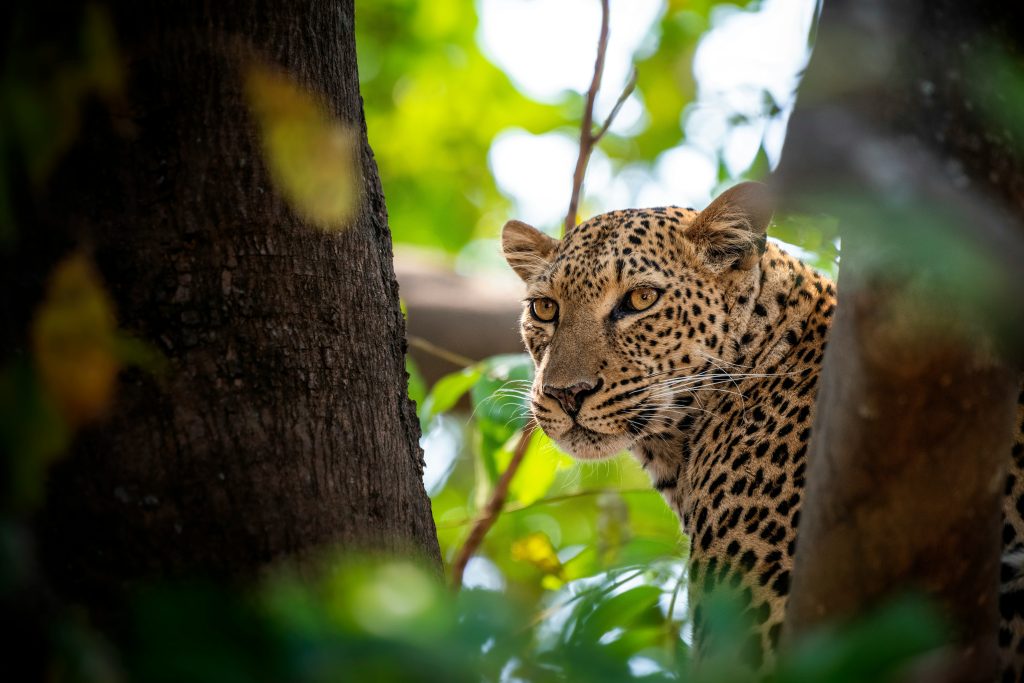 AI in Wildlife Conservation: Saving Species with Smart Tech