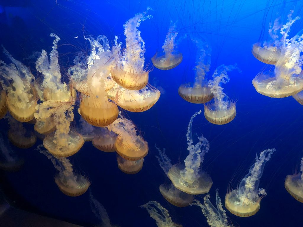 Bioluminescence: Nature’s Glowing Signal System