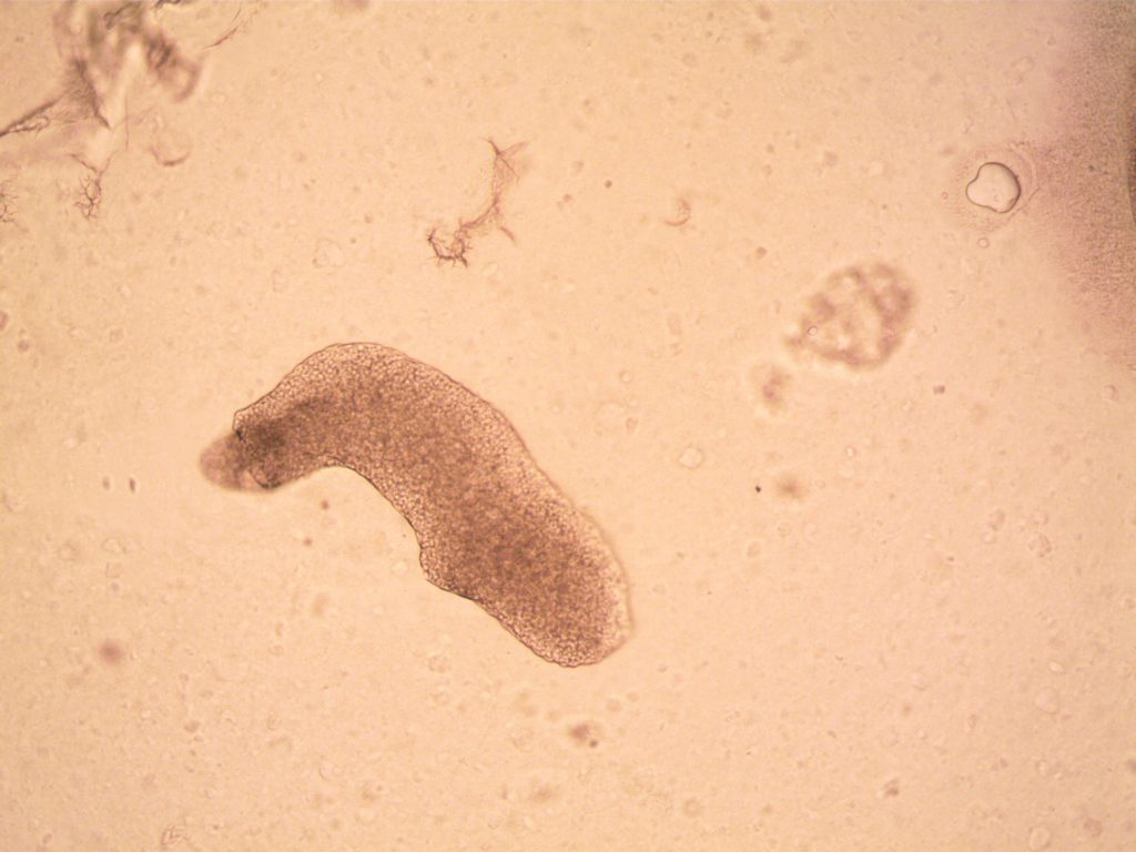Tardigrades: The Indestructible Creatures of Science